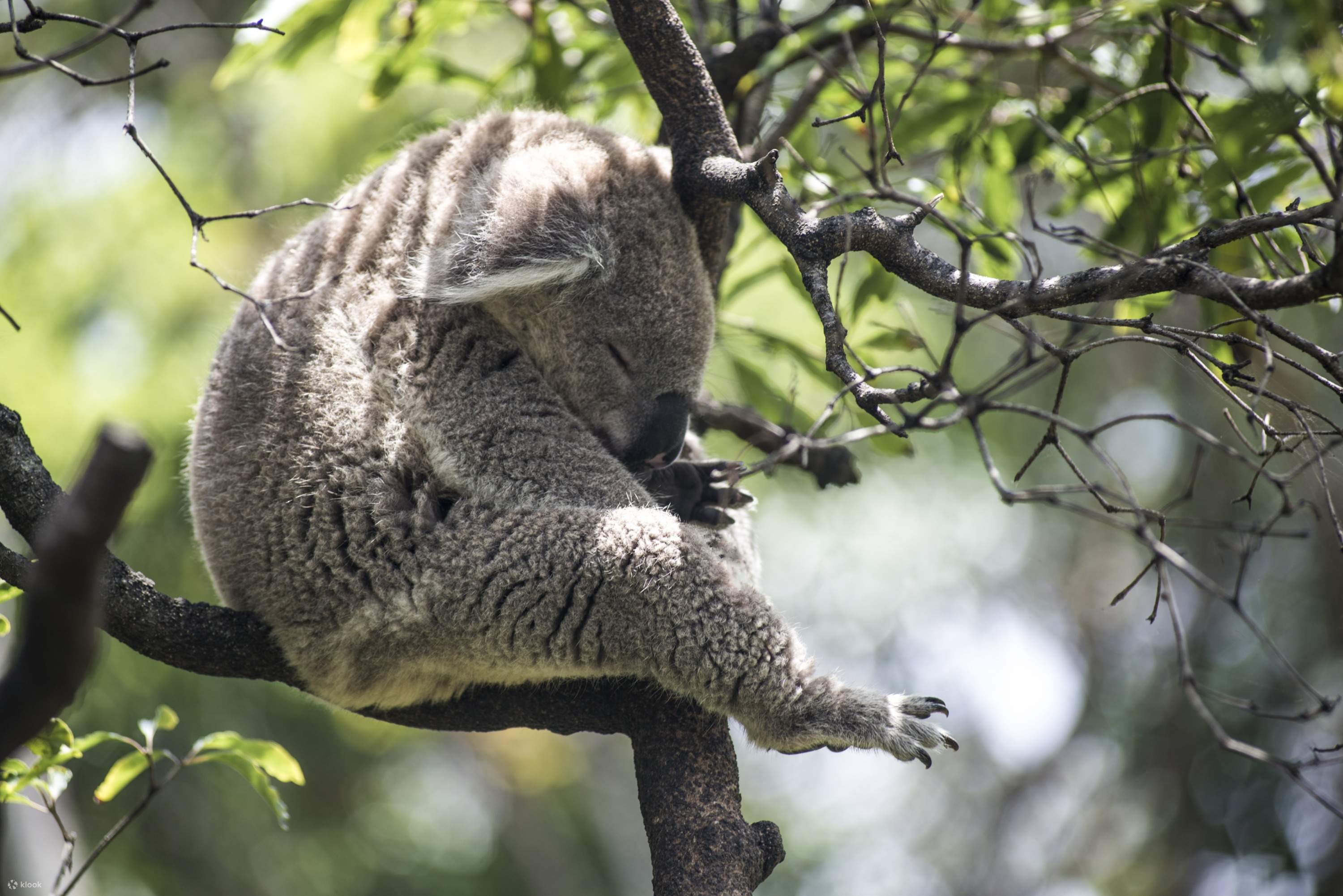 タロンガ動物園エクスプレスコンボ入園チケットの予約（シドニー